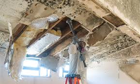 Best Black Mold Removal  in Carrollton, IL